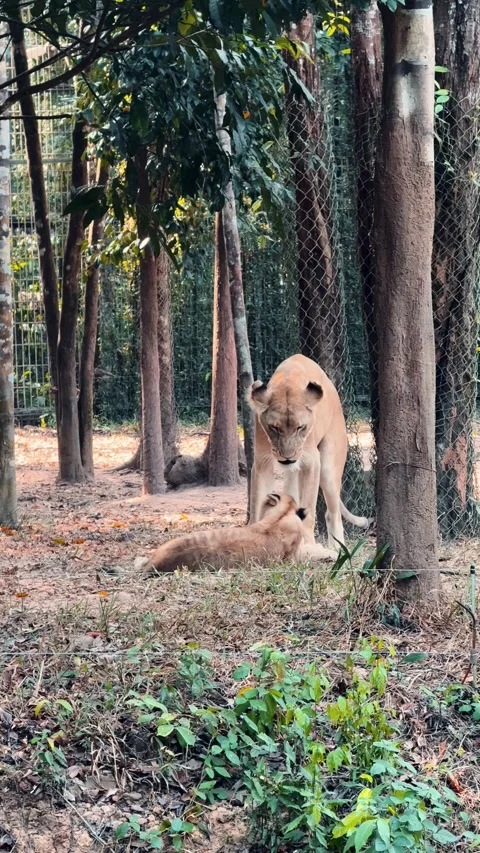 A lioness plays with her cub Stock Footage 306151506