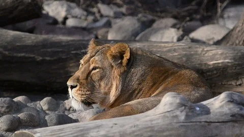 Lioness portrait between rocks Stock Footage 89745981