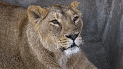 Lioness portrait closeup 動画素材 106703892