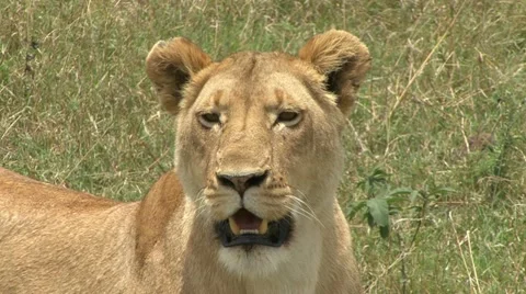 LIONESS PORTRAIT Stock Footage