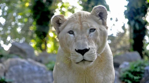 Lioness portrait 스톡 동영상 33549380