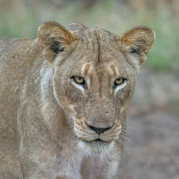 Lioness Portrait Stock Photos