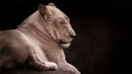 Lioness Posing In A Dramatic Lighting. Stock Footage