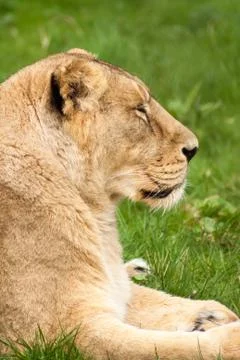 Lioness in profile Foto stock