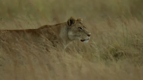 Lioness on the prowl Stock Footage 187003479