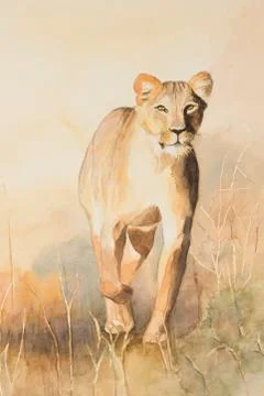 Lioness on the prowl. Stock Illustration