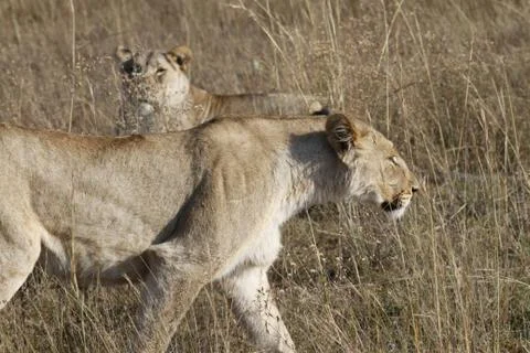 Lioness on the prowl 스톡 사진