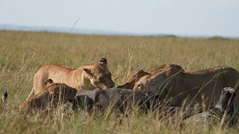 Lioness Pulling Tough Buffalo Skin From Carcass While Pride Members Feed Stock Footage 346246714