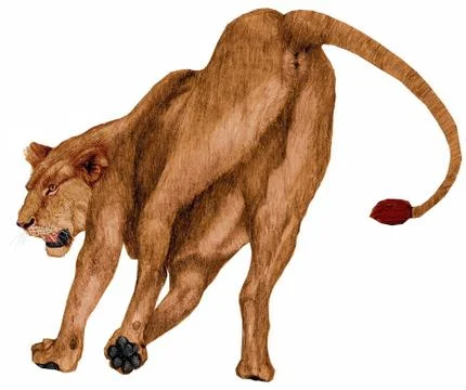 Lioness rear Stock Illustration