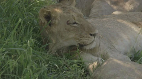 Lioness relaxes Stock Footage 26637054