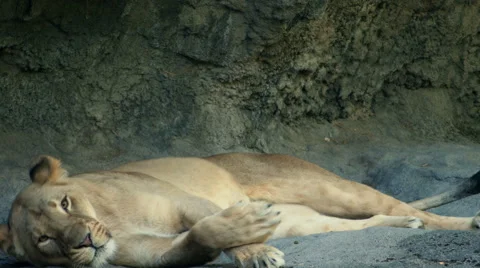 Lioness, Rest, Lying Down, 4K Stock Footage 40578795