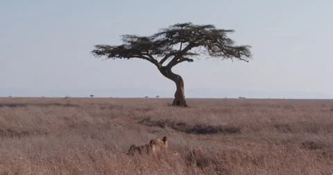 Lioness resting alert, eating in grass in savannah at day Stock Footage 314784347
