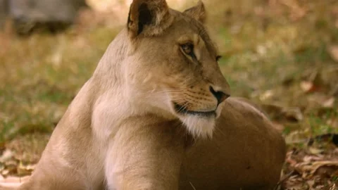 Lioness resting in captivity Stock Footage 170998552