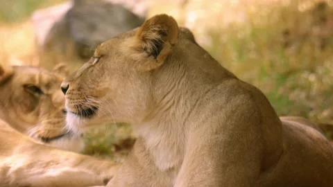Lioness resting in captivity 库存影片 170998632