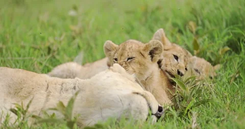 Lioness resting with cubs Stock Footage 326441138
