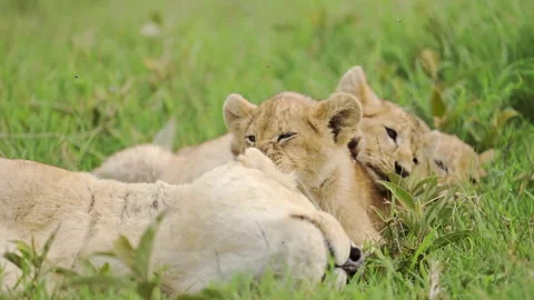 Lioness resting with cubs Stock Footage 326658039
