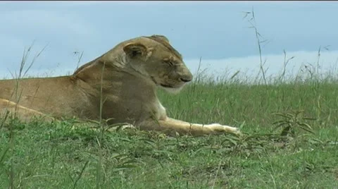 Lioness resting up in grass Stock Footage 12371824