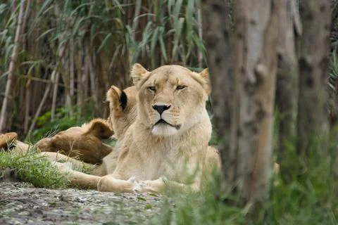 Lioness resting in grass with pride in background Stock Photos