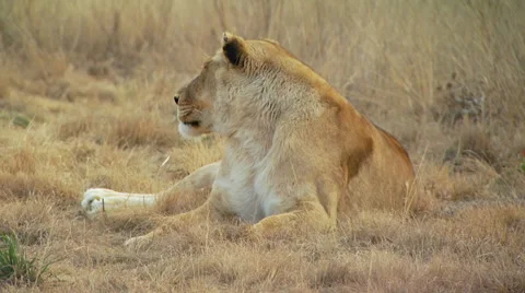 Lioness resting in grassland of ranch Stock Footage 54590587