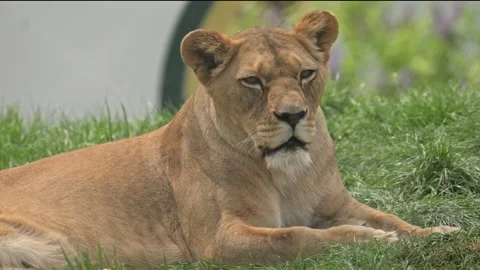 Lioness resting on the ground 動画素材 339456300