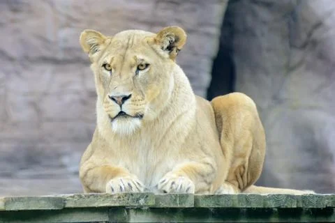Lioness resting Stock Photos