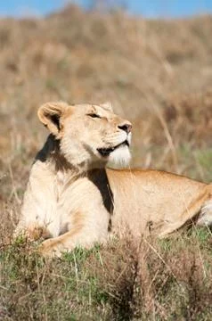 Lioness Resting Stock Photos