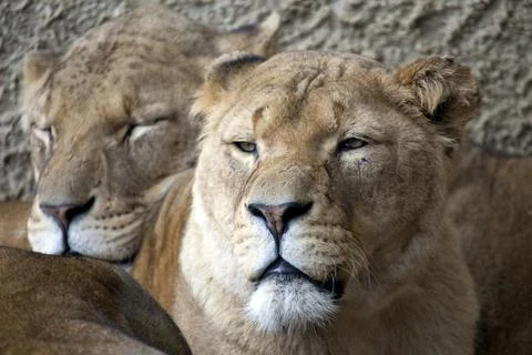 Lioness resting Stock Photos