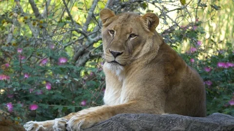 Lioness Resting on Rocks Looking into Camera, 4K Stock Footage 71214565