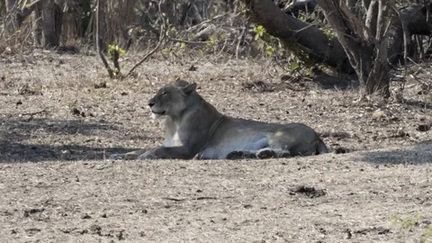 Lioness resting in shade Stock Footage 126392783