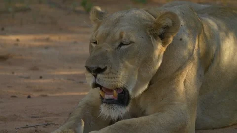 Lioness Resting In The Shade Vídeos de archivo 347659120
