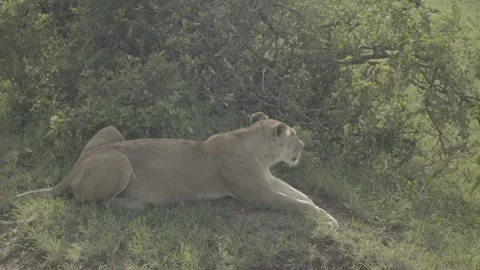 Lioness resting in the shade, grassland, plains, Serengeti, morning, handheld 库存影片 248635568