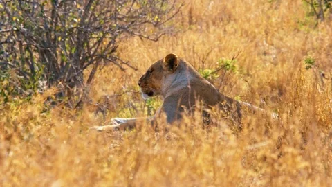 Lioness resting in shadow, dry fields of African savannah, hot day in Serengeti Stock Footage 88200725