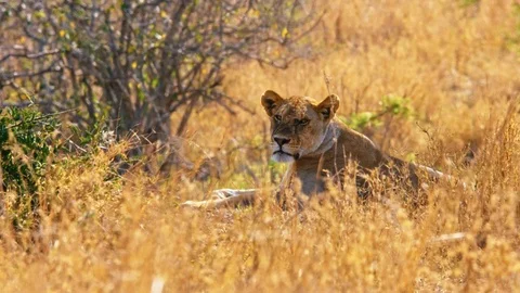 Lioness resting in shadow, dry fields of African savannah, hot day in Serengeti Stock Footage 88200959