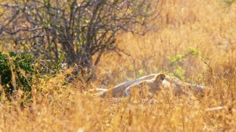 Lioness resting in shadow, dry fields of African savannah, hot day in Serengeti Stock Footage 88201036
