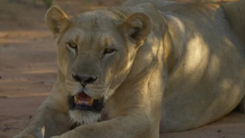 Lioness resting in shadow Stock-Footage 347659121