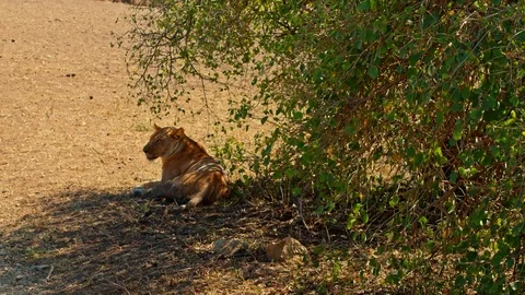 Lioness resting in shadow under a bush Stock Footage 73820893