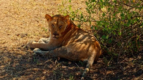Lioness resting in shadow under a bush Stock Footage 73820944