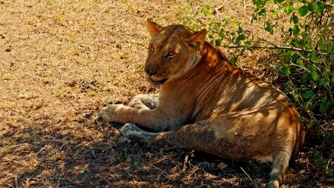 Lioness resting in shadow under a bush Stock Footage 73820996