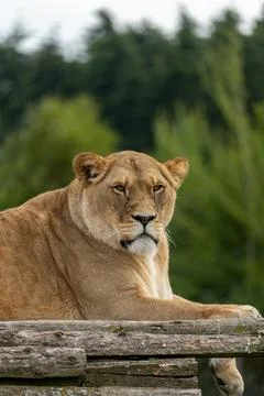 Lioness Resting on Timber Ledge Close-Up Portrait Stock Photos