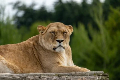 Lioness Resting on Timber Ledge Close-Up Portrait Stock Photos