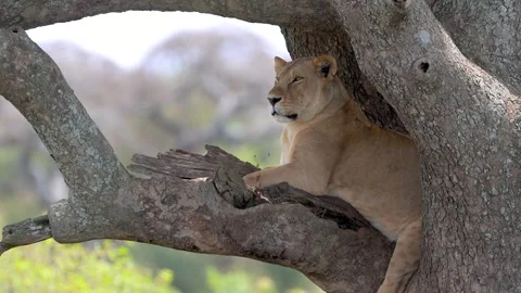 A Lioness resting on the tree branch close up view in Serengeti National pa.. Stock-Footage 319927083