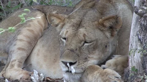 Lioness resting under tree 2 Stock Footage 56323657