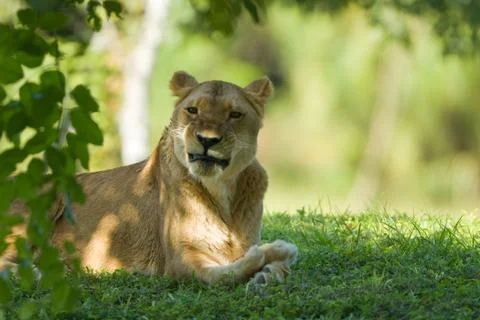 Lioness resting under a tree Stock Photos