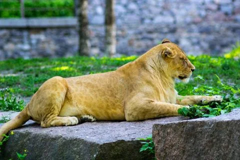 Lioness resting at zoo Stock Photos