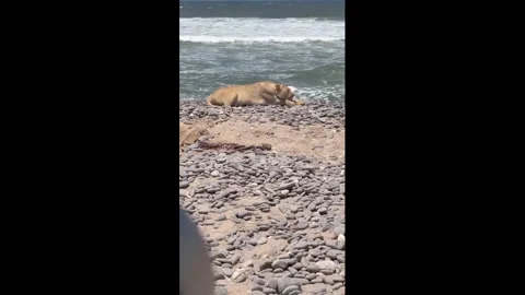 Lioness rests on beach side in Skeleton Coast, Namibia Stock Footage 324552434