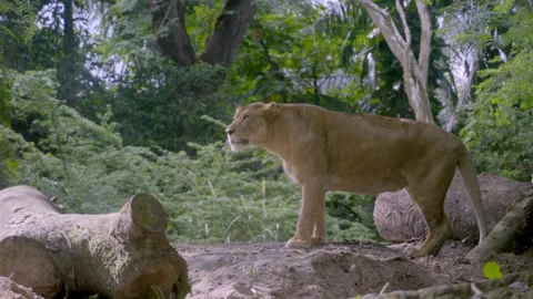 Lioness rests on forest ground surrounded by trees Stock Footage 331445155