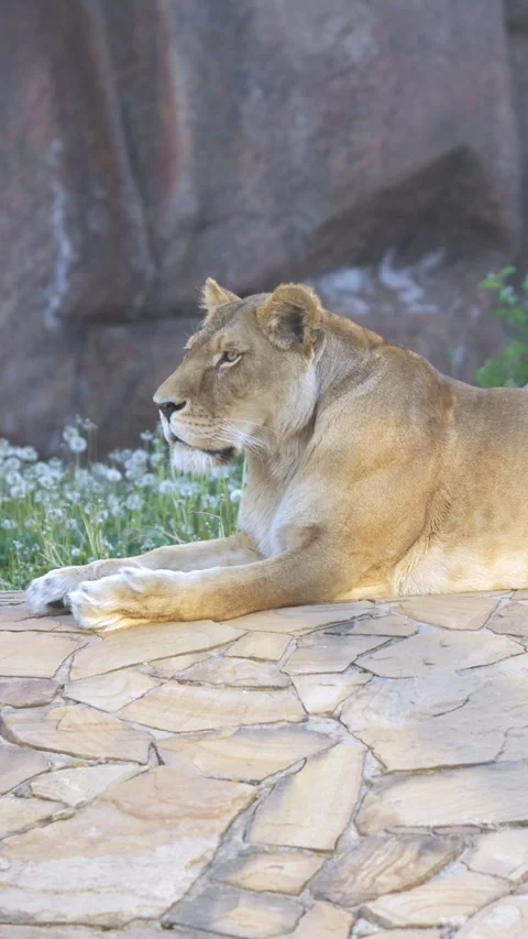 Lioness Rests Peacefully On Stone Platform Outdoors In Bright Sunshine. Big Cat 스톡 동영상 346989412