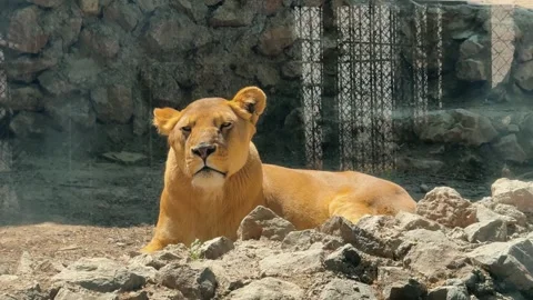 A lioness rests peacefully in the sunlight inside her open zoo enclosure Stock Footage 307088405