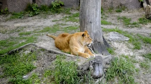 Lioness rests under a tree Stock Footage 62799191