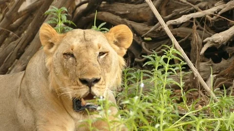 Lioness Roar Vidéo 237701837